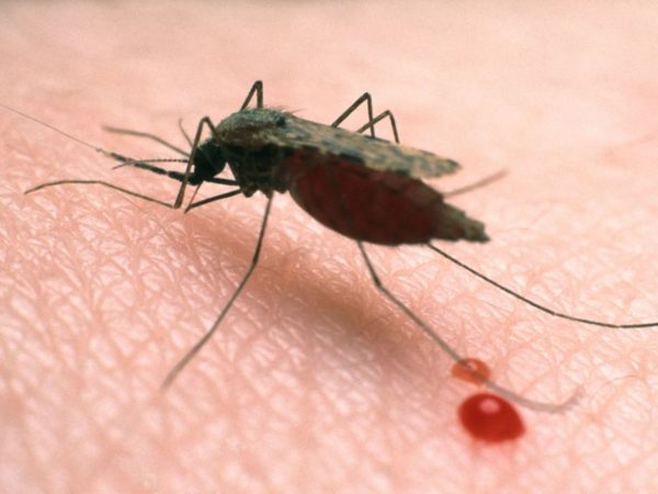 71% Nigerians have no Malaria parasite antigen, wasting money on drugs – New Study reveals