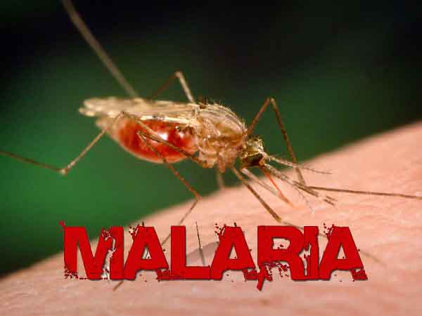 How malaria parasite can be eradicated – UNIMED