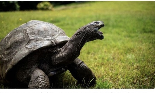World’s Oldest Tortoise, Popularly Known as Jonathan Celebrates 190th Birthday
