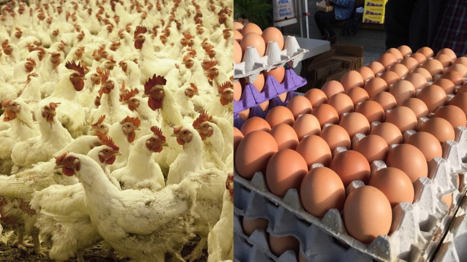 Nigerians to experience Scarcity of eggs, chicken — Association