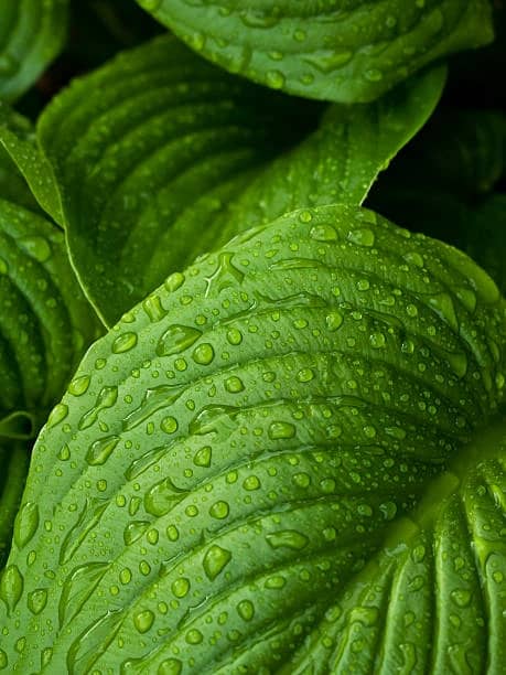 Health Benefits Of Water Leaf You Should Know