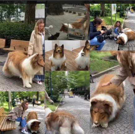 SHOCKING: Man who spent $14,000 to turn into dog takes first public walk