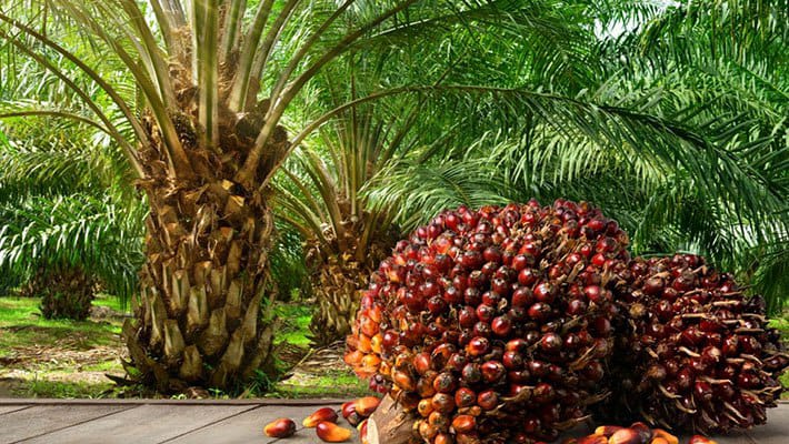 Fire wrecks havoc, destroys palm trees, pineapples worth N150 million in Osun 