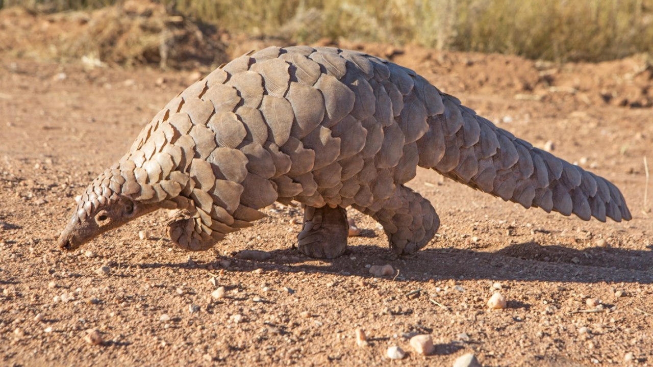 Customs intercepts N3 billion pangolin scales